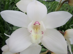 Cymbidium Early White 60cm
