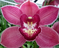 Cymbidium Red Dream 60cm