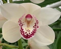 Cymbidium Whity 60cm