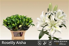 Lily Oriental Double Roselily Aisha 85cm 4+
