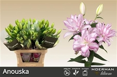 Lily Oriental Double Roselily Anouska 90cm 4+
