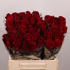 Rosa Ever Red 40cm
