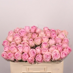 Rosa Heidi! 50cm