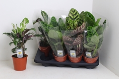 Calathea Mixed 3 Varietys 14Ø 45cm