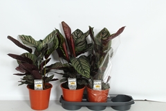 Calathea Sanderiana 19Ø 60cm