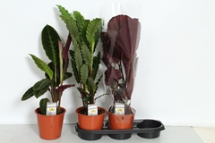 Calathea Mix 19Ø 80cm