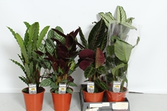 Calathea Mixed 5 Varietys 19Ø 70cm