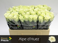 Rosa Alpe Dhuez 50cm