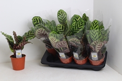 Calathea Makoyana 14Ø 40cm
