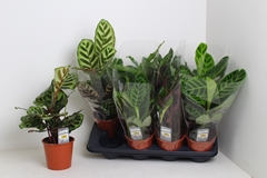 Calathea Mixed 3 Varietys 14Ø 45cm