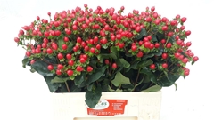 Hypericum Coco Fiesta 55cm