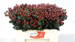 Hypericum Coco Montana 55cm