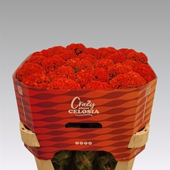 Celosia Persimmon Chief 75cm