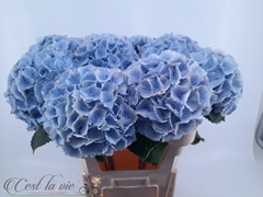 Hydrangea Verena Blue 80cm 20-22cm Hd