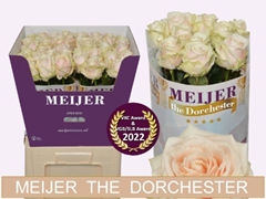 Rosa Dorchester+ 70cm