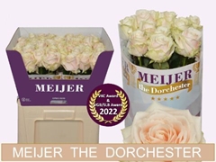 Rosa Dorchester+ 60cm
