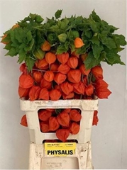 Physalis Alkekengi Lampion Per Stem 70cm