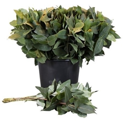 Eucalyptus Robusta Juveniel Per Bunch 55cm