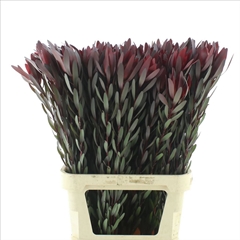 Leucadendron Safari Sunset 100cm