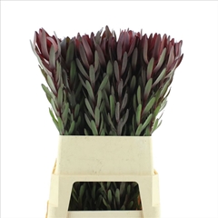 Leucadendron Safari Sunset 90cm