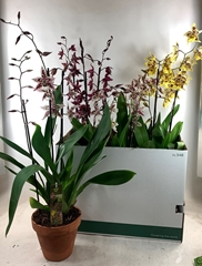 Cambria Mix 19Ø 70cm 3st