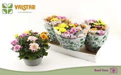 Chrysanth Elixer 23Ø 25cm