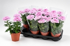 Chrysanth Supernova Pink 13Ø 32cm