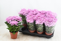 Chrysanth Supernova Pink 13Ø 32cm