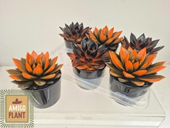 Echeveria Miranda 10Ø 13cm