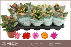 Kalanchoe Double Mix 10Ø 22cm