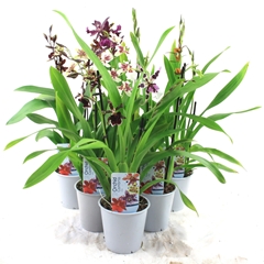 Cambria Mix 12Ø 35cm 2st
