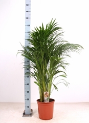 Dypsis Lutescens 24Ø 120cm