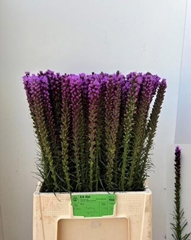 Liatris Spicata 70cm
