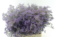 Limonium Safora Classic Blue 70cm 40gr.