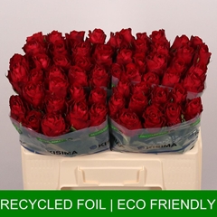 Rosa Madam Red 50cm