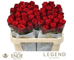 Rosa Red Naomi! 70cm
