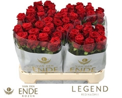 Rosa Red Naomi! 80cm