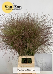 Panicum Warrior 90cm