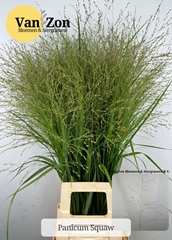 Panicum Squaw 90cm