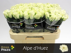 Rosa Alpe Dhuez 60cm