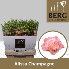 Eustoma Double Alissa Champagne 70cm
