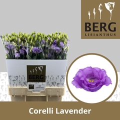 Eustoma Double Corelli Lavender 70cm