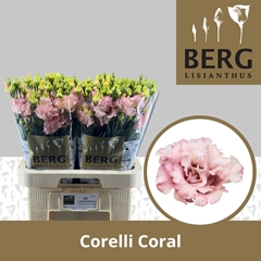 Eustoma Double Corelli Coral 70cm