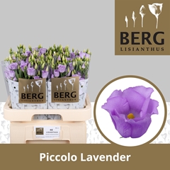 Eustoma Single Piccolo Lavender 70cm