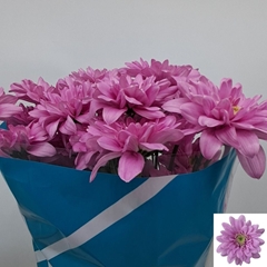 Chrysanth Spray Fianna 70cm 80gr.