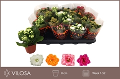 Kalanchoe Double Mix 8Ø 15cm