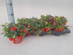 Gaultheria Verry Berry 10Ø 25cm