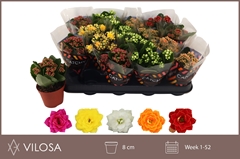 Kalanchoe Double Mix 8Ø 15cm