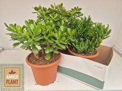 Crassula Mixed 22Ø 40cm