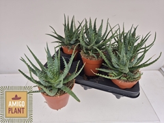 Aloe Arborescens Bora 12Ø 25cm